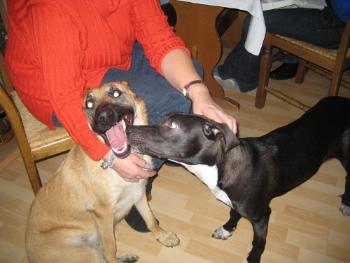 Tessa und Gesta